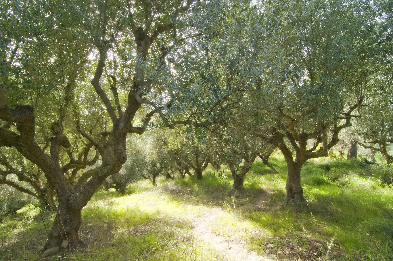 Από τη Γη και το Εργαστήριό μας
